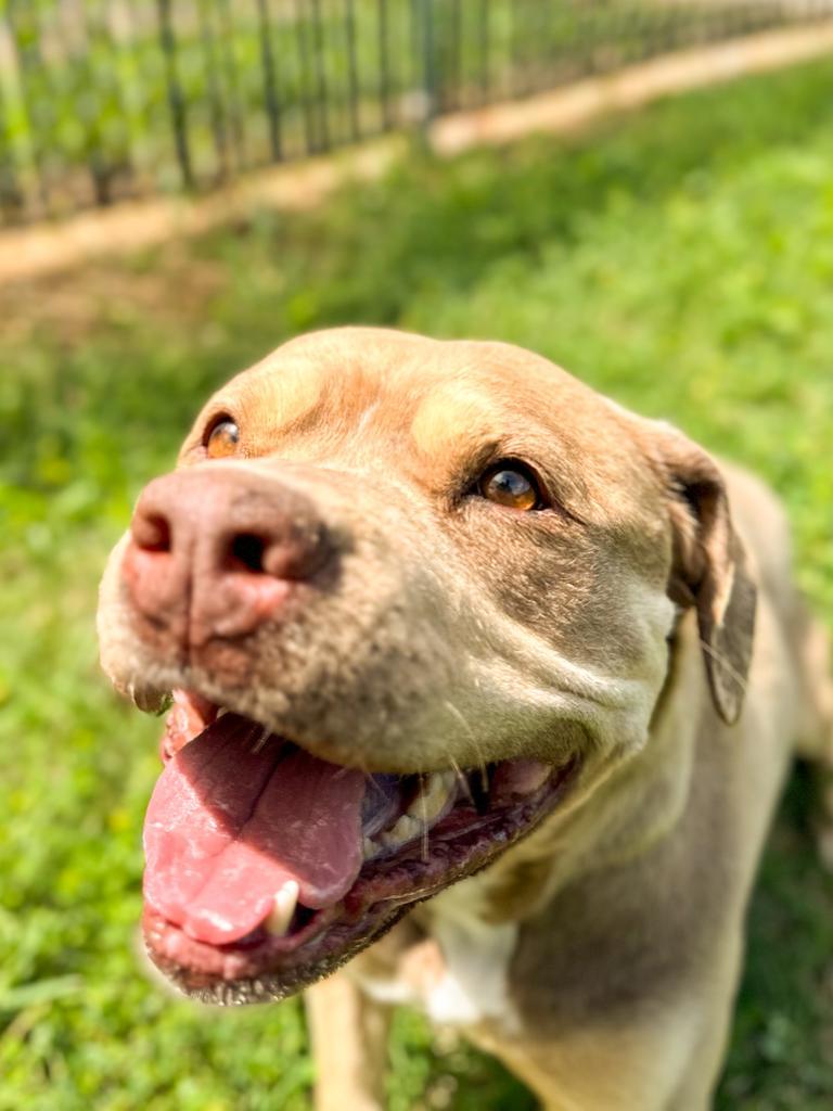 Cleo, a Adoptable Pit Bull Terrier in Springfield, TN image 3/6