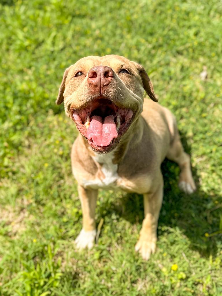 Cleo, a Adoptable Pit Bull Terrier in Springfield, TN image 4/6