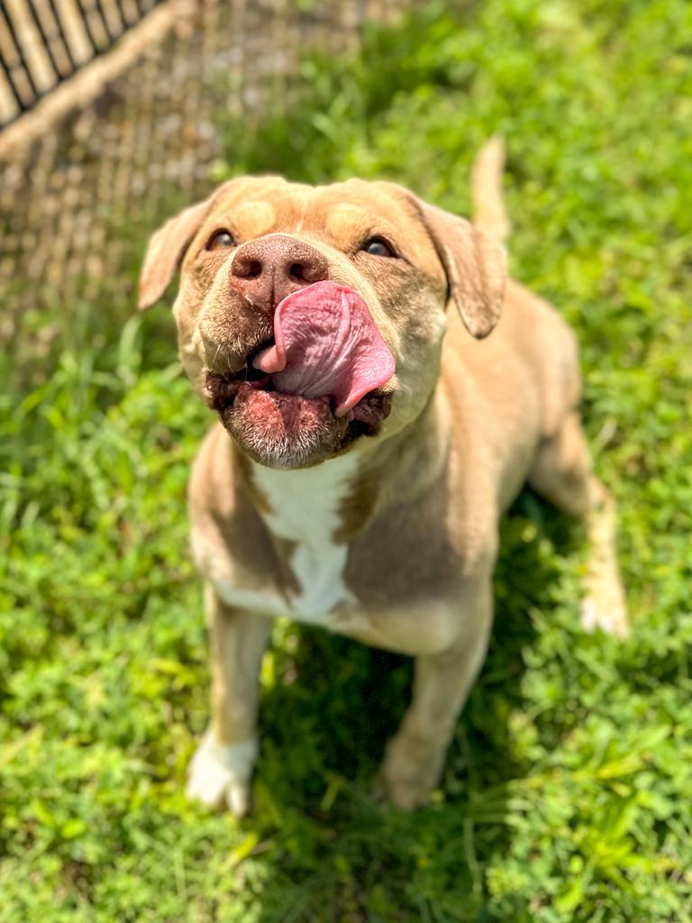 Cleo, a Adoptable Pit Bull Terrier in Springfield, TN image 5/6