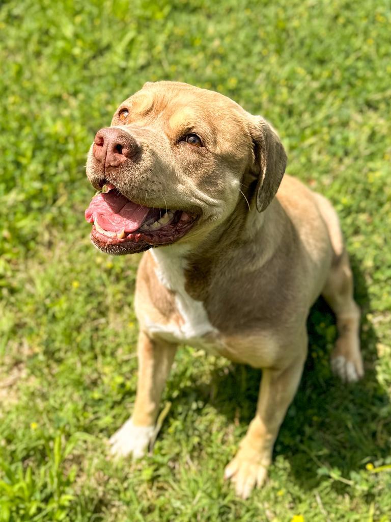 Cleo, a Adoptable Pit Bull Terrier in Springfield, TN image 6/6
