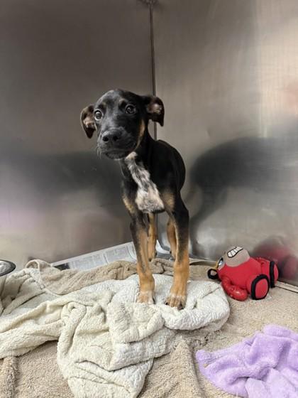 Teddy, Adoptable, Young Male German Shepherd Dog & Pointer.