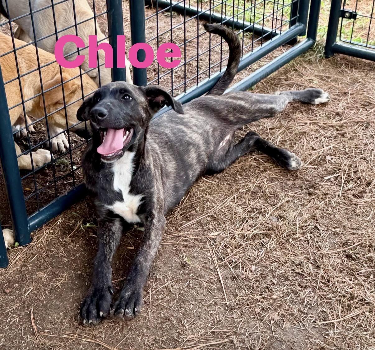 Chloe, Adoptable, Puppy Female Black Mouth Cur.