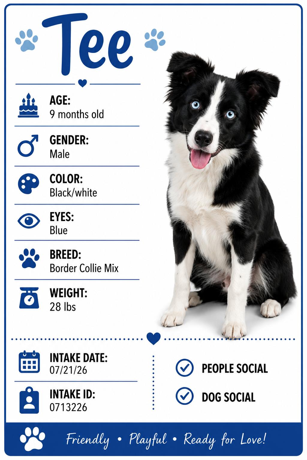 Enlarge Tee, a Adoptable mixed breed in Ashland, KY image 2/2