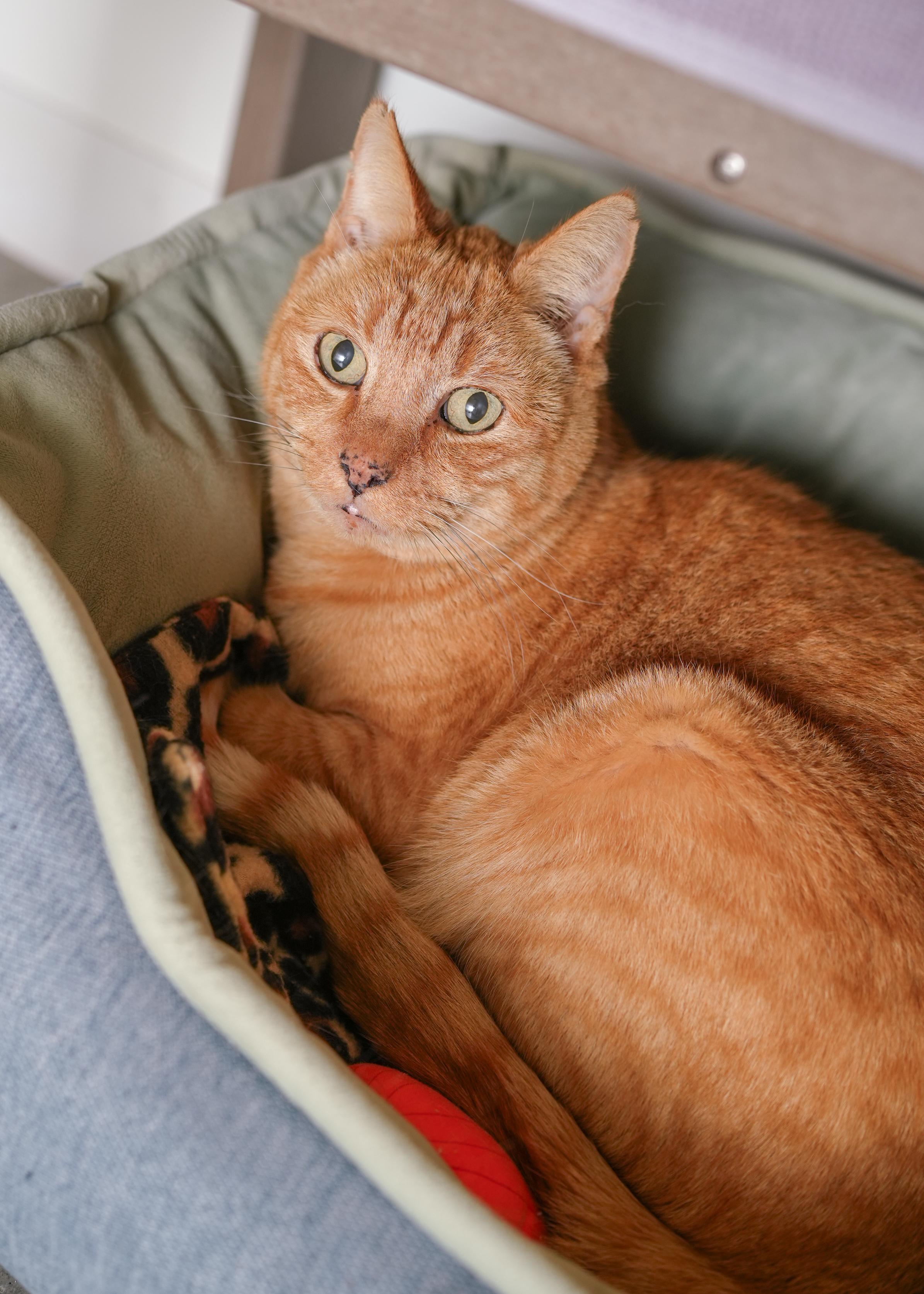 Charles, a ADOPTABLE Domestic Short Hair in Boise, ID image 2/3
