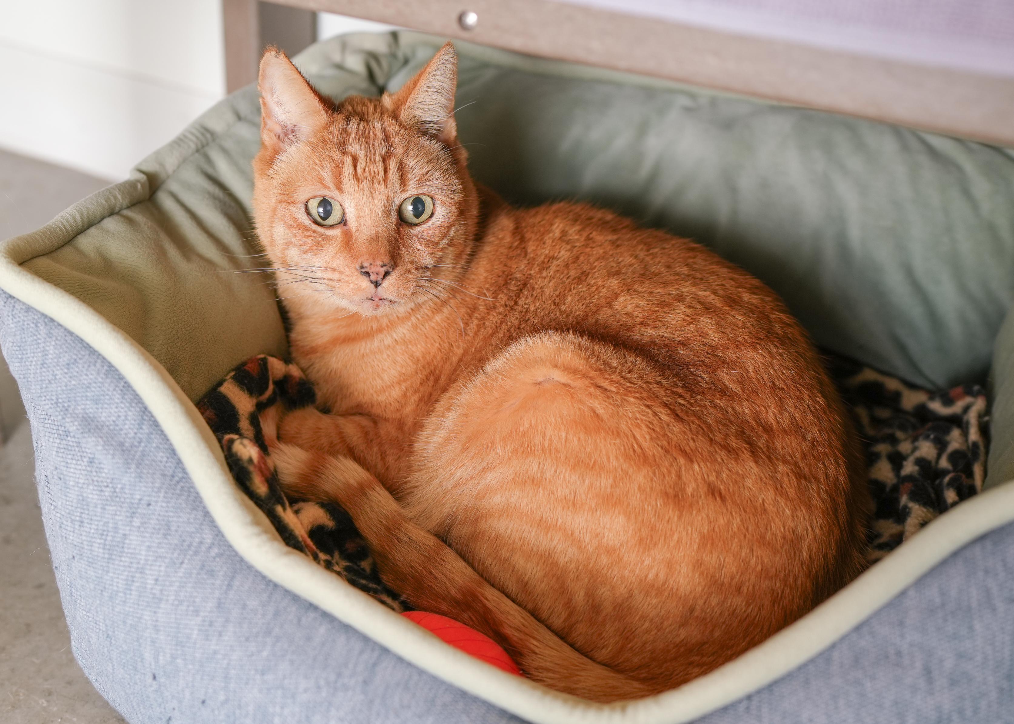 Charles, a ADOPTABLE Domestic Short Hair in Boise, ID image 3/3