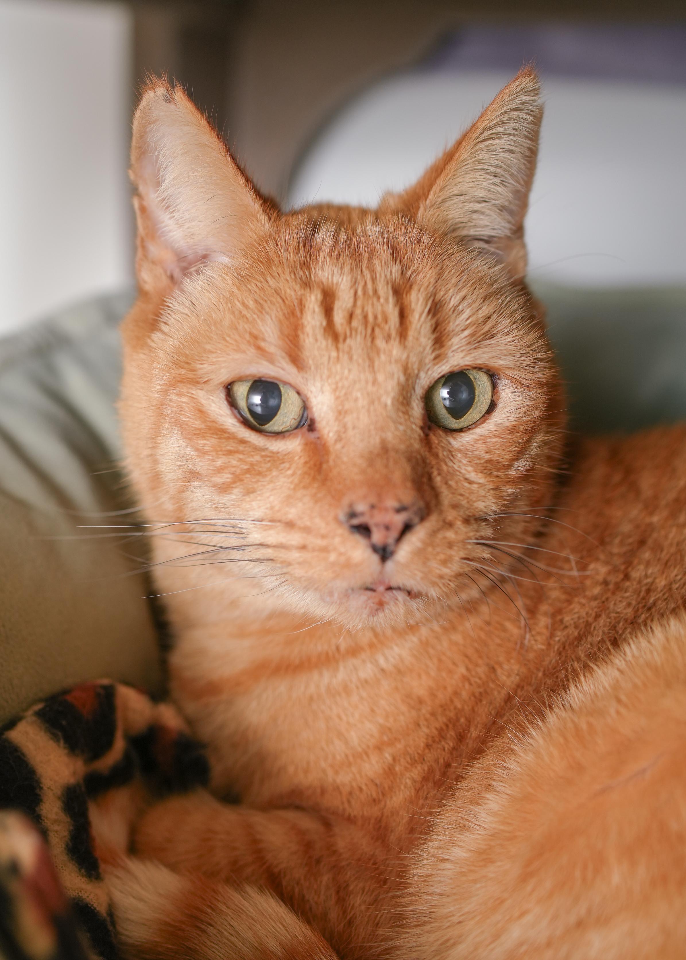 Charles, a ADOPTABLE Domestic Short Hair in Boise, ID image 1/3