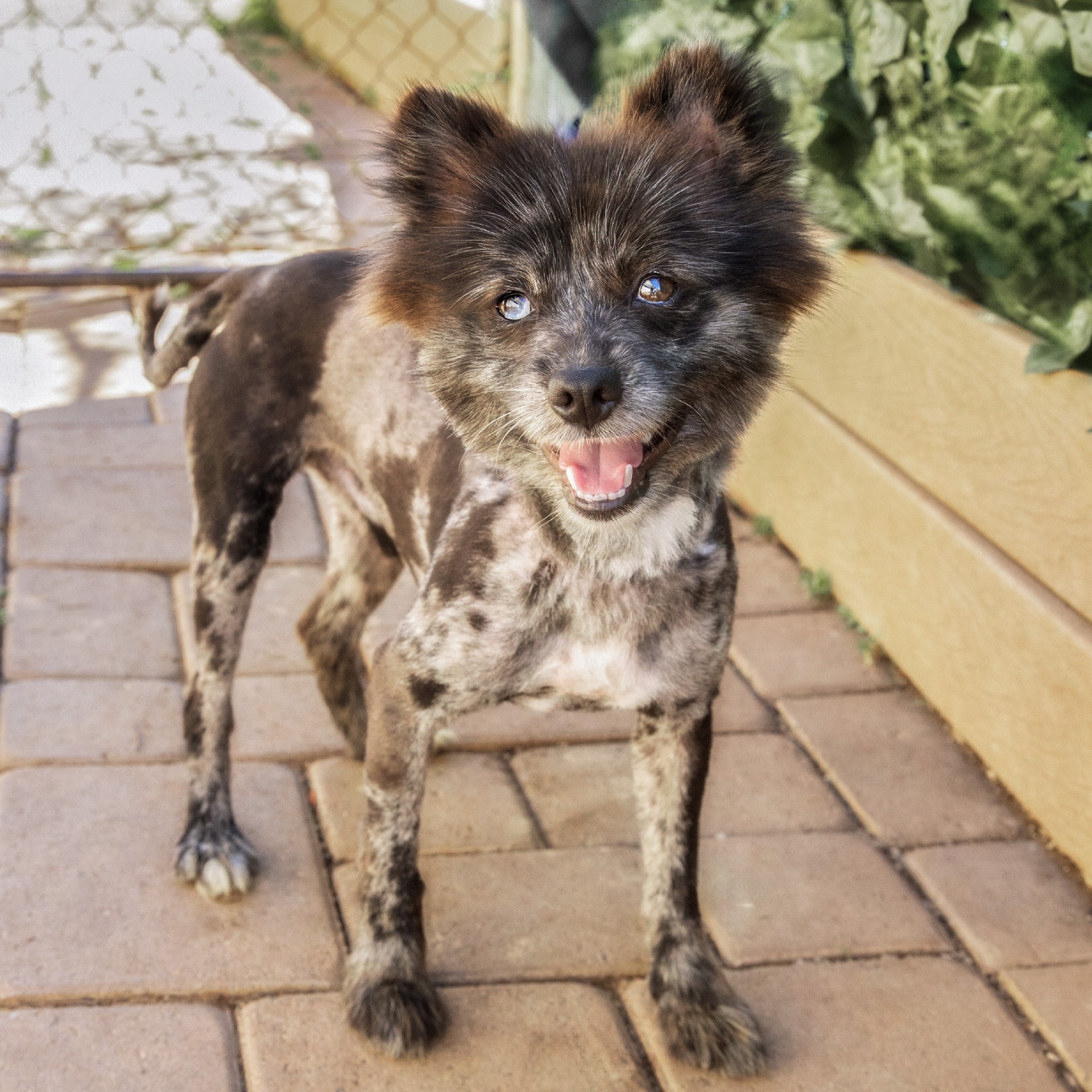 Enlarge Bear, a Adopted mixed breed in El Cajon, CA image 1/2
