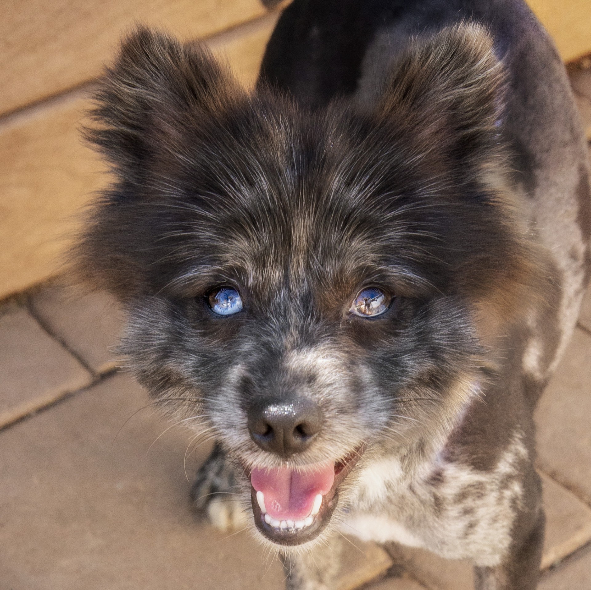 Enlarge Bear, a Adopted mixed breed in El Cajon, CA image 2/2