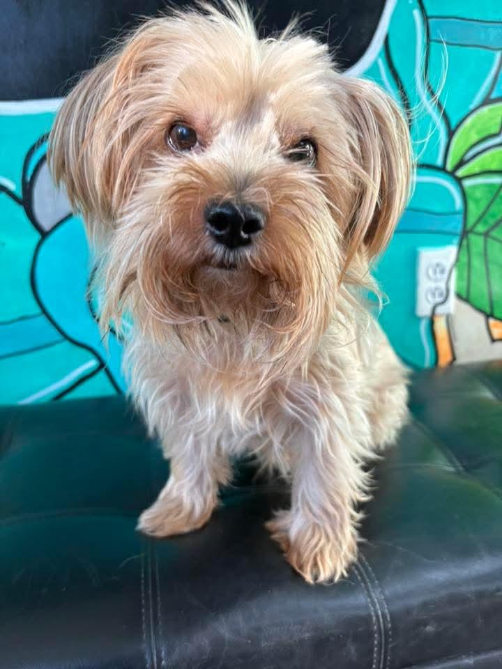 THEO, an adopted Yorkshire Terrier in Vandergrift, PA image 1/2