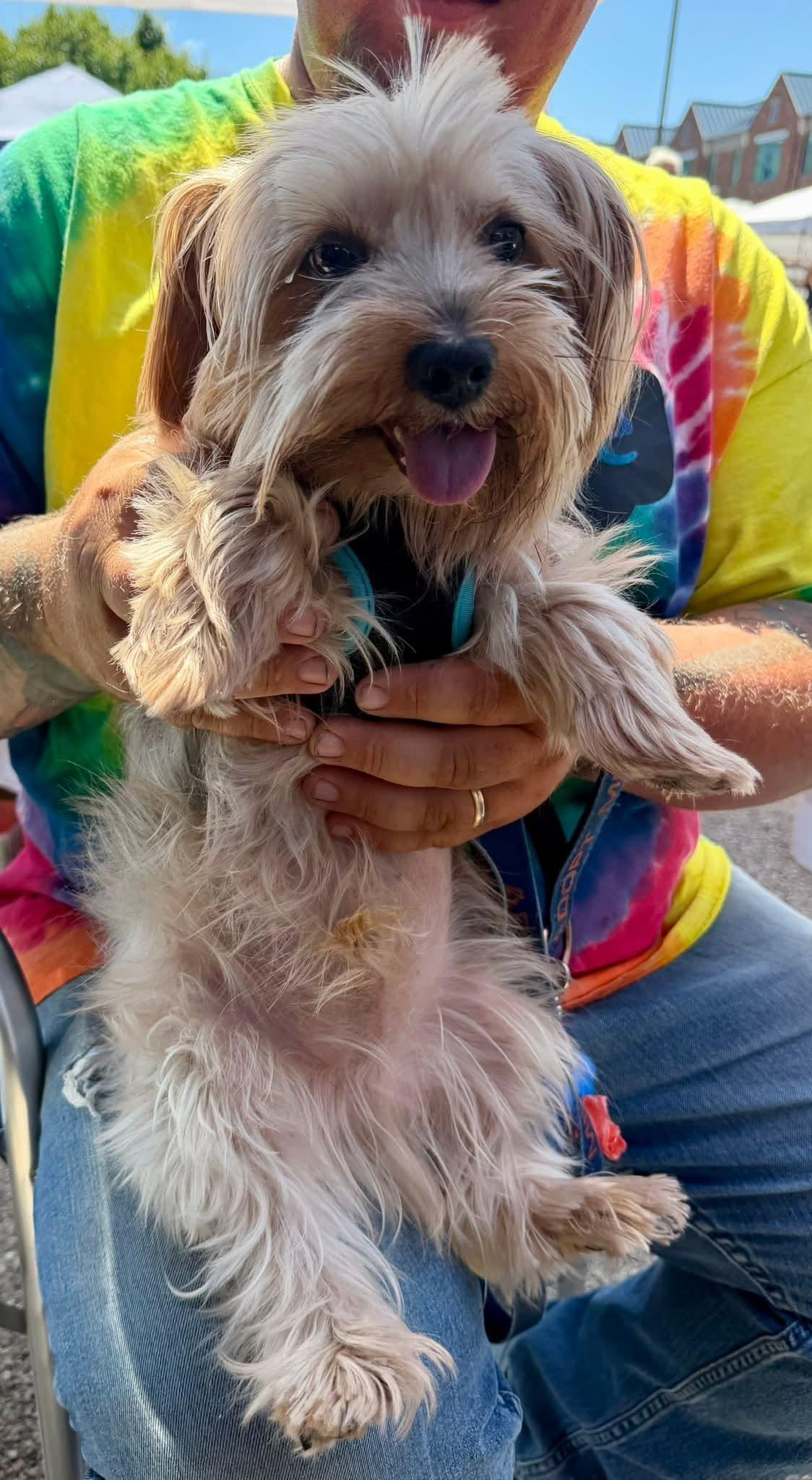 THEO, an adopted Yorkshire Terrier in Vandergrift, PA image 2/2