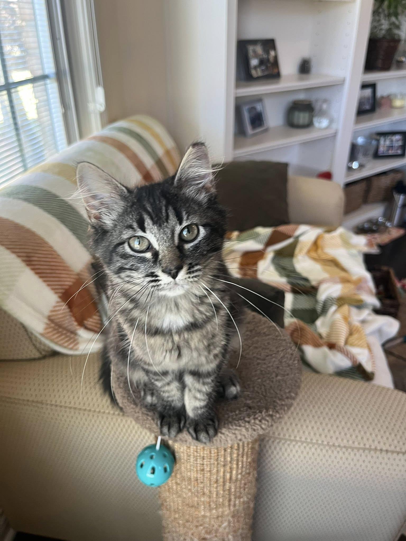 Enlarge Maeve , an adopted Tabby in Independence, OH image 5/6