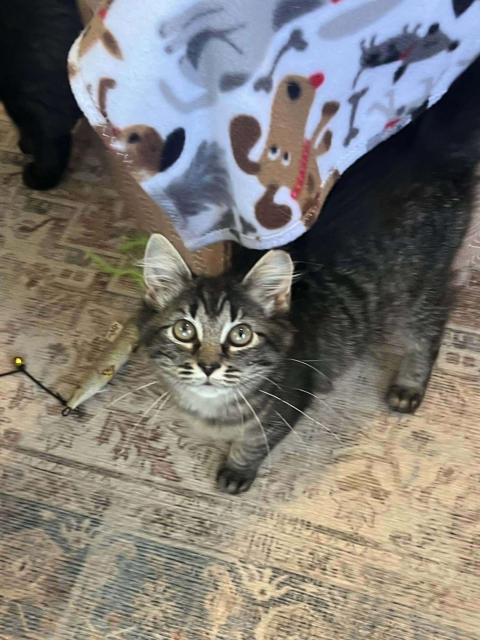 Enlarge Maeve , an adopted Tabby in Independence, OH image 3/6