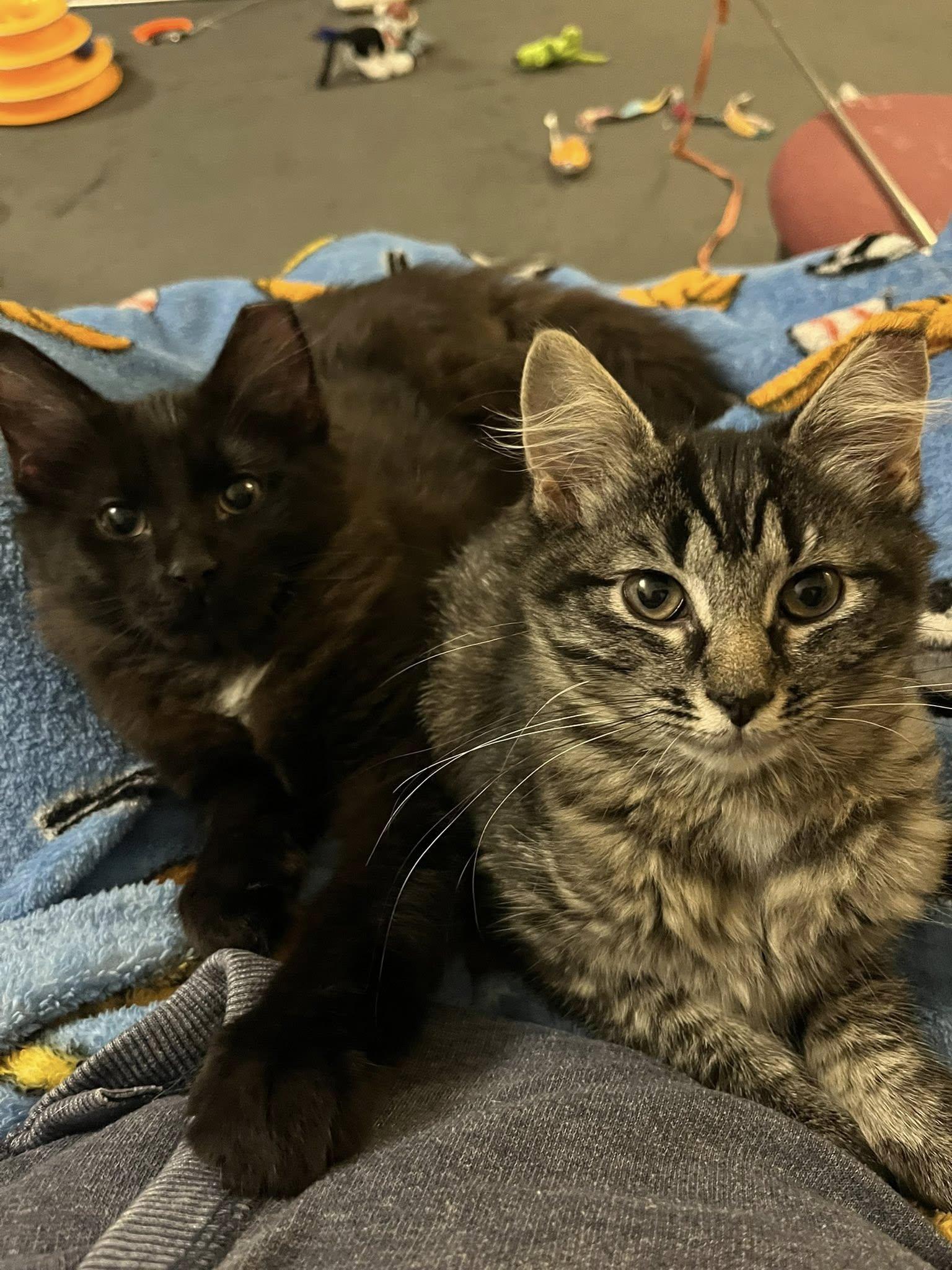 Maeve , adopted, Kitten Female Tabby.