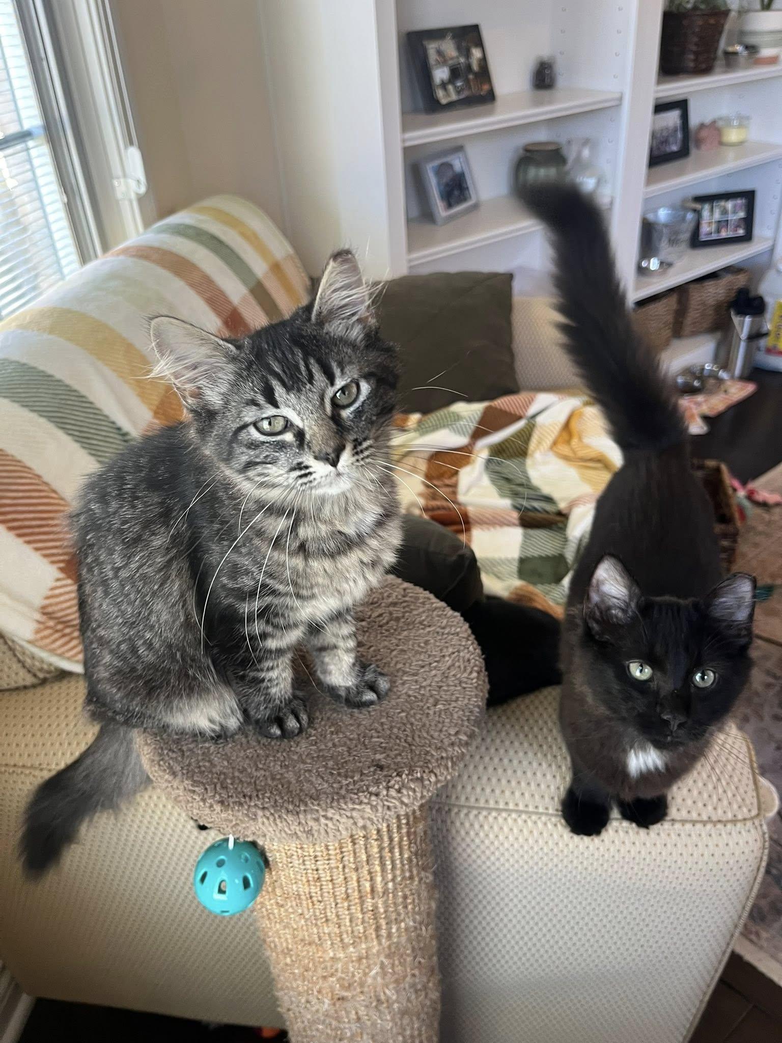 Enlarge Maeve , an adopted Tabby in Independence, OH image 2/6