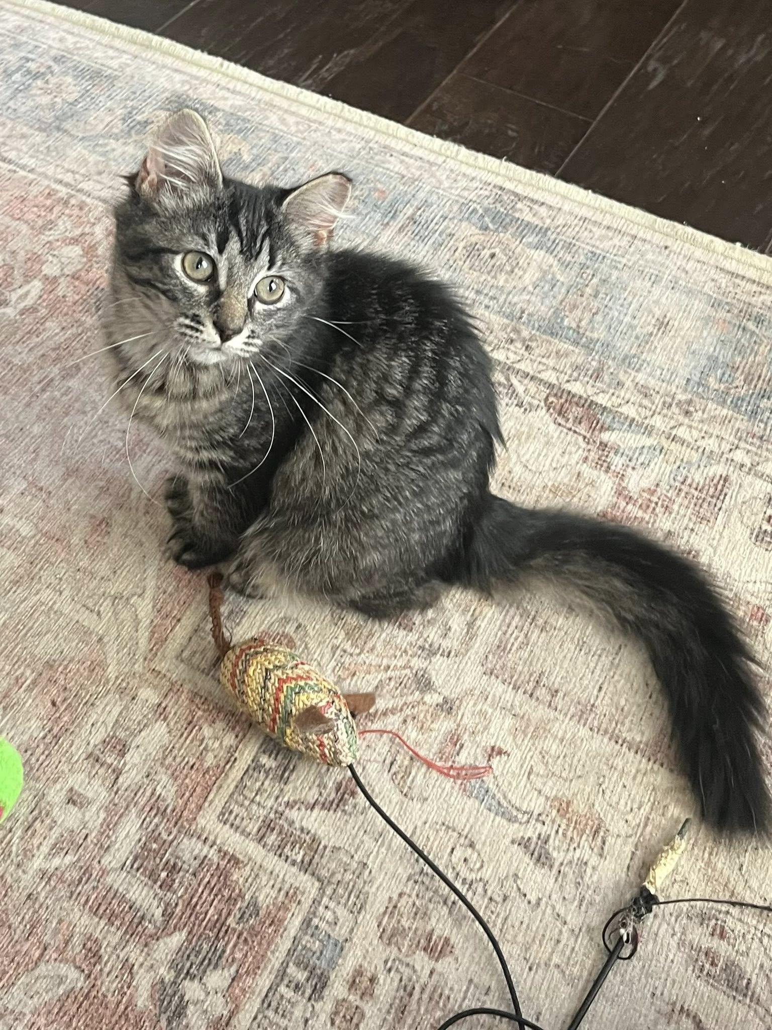 Enlarge Maeve , an adopted Tabby in Independence, OH image 4/6