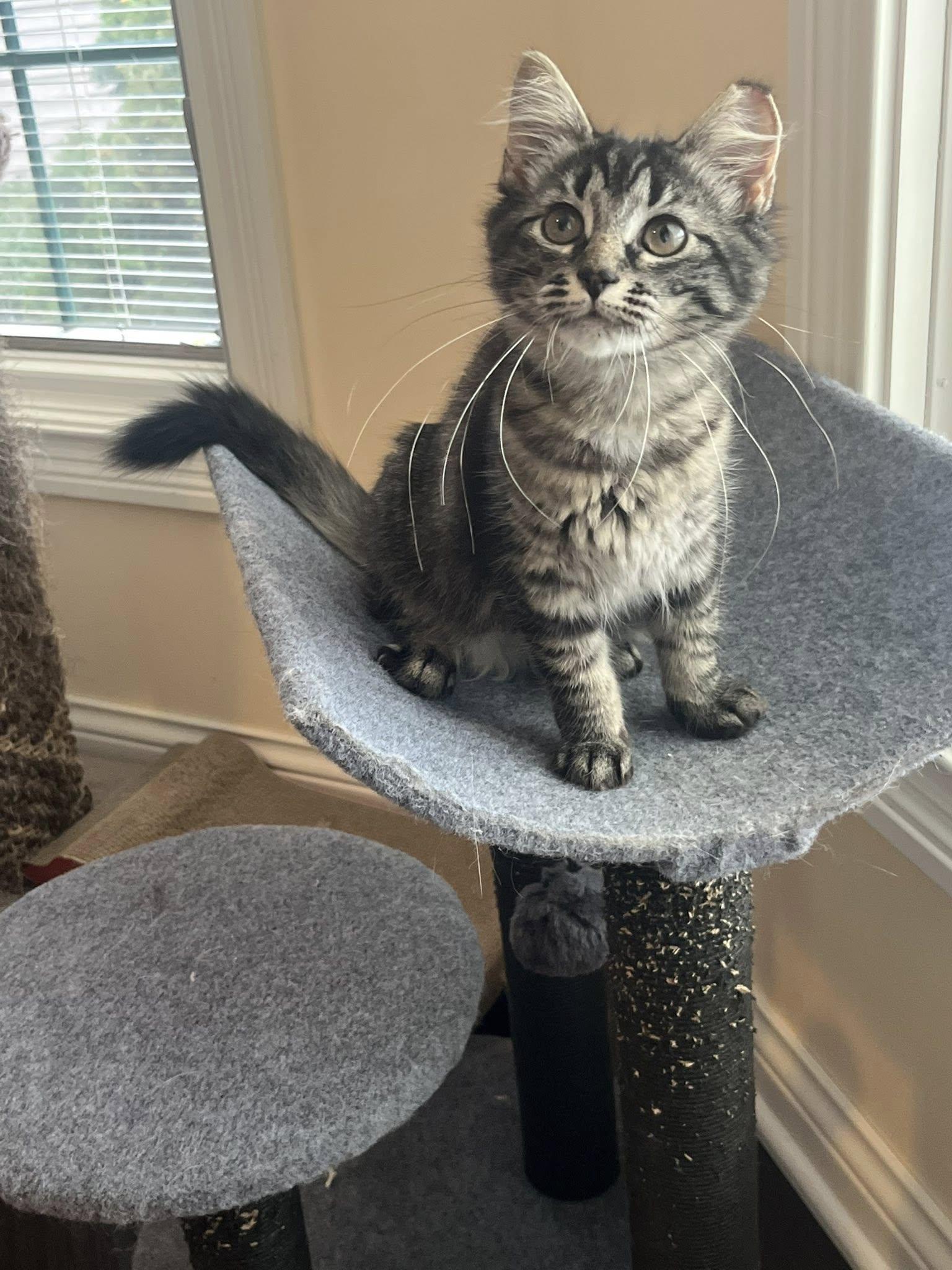 Enlarge Maeve , an adopted Tabby in Independence, OH image 6/6