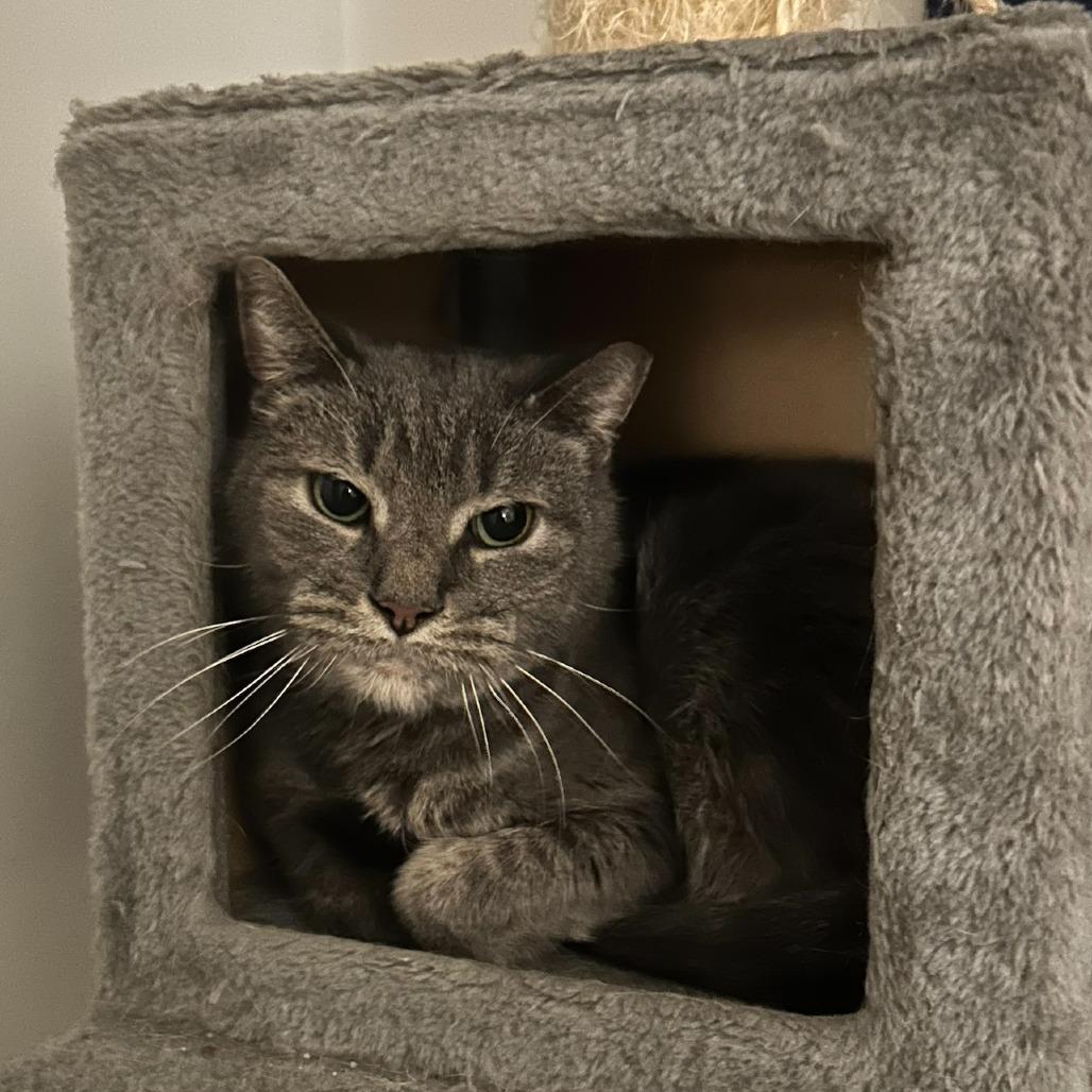 Mouse Mouse - Available from Foster, Adoptable, Senior Male Domestic Short Hair.