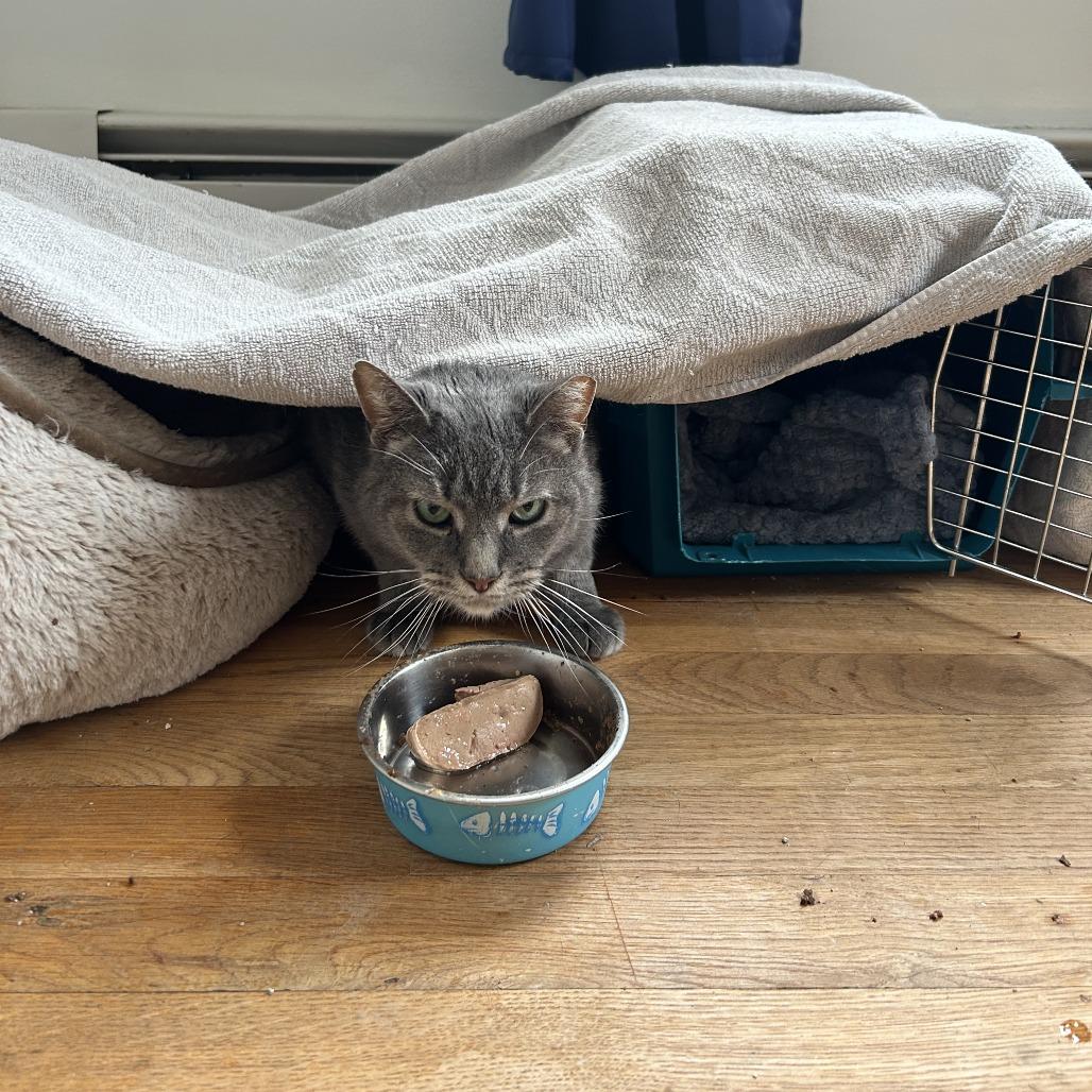 Enlarge Mouse Mouse - Available from Foster, a Adoptable mixed breed in South Burlington, VT image 2/6