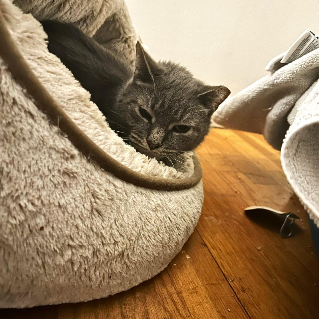 Enlarge Mouse Mouse - Available from Foster, a Adoptable mixed breed in South Burlington, VT image 2/5