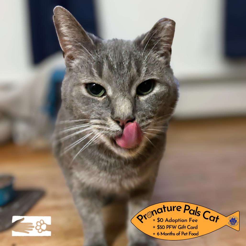 Enlarge Mouse Mouse - Available from Foster, a Adoptable mixed breed in South Burlington, VT image 2/6