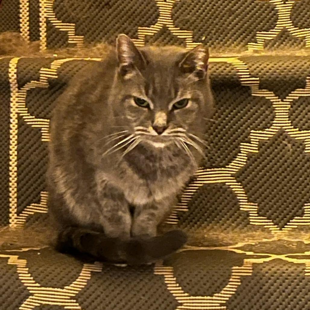 Mouse Mouse - Available from Foster — thumbnail 3