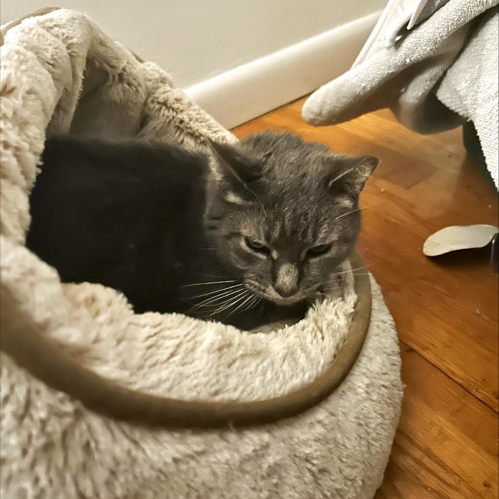 Enlarge Mouse Mouse - Available from Foster, a Adoptable mixed breed in South Burlington, VT image 4/5