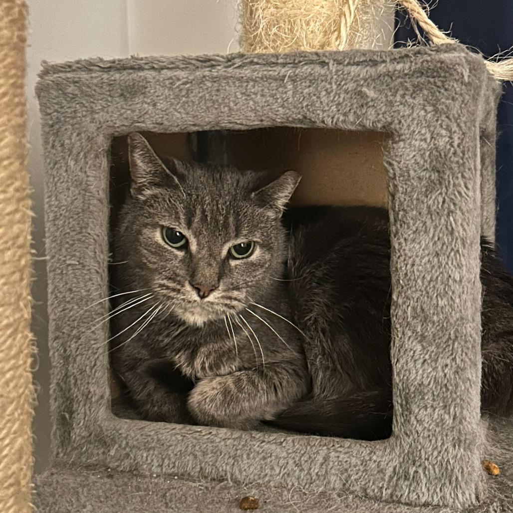 Mouse Mouse - Available from Foster — thumbnail 5