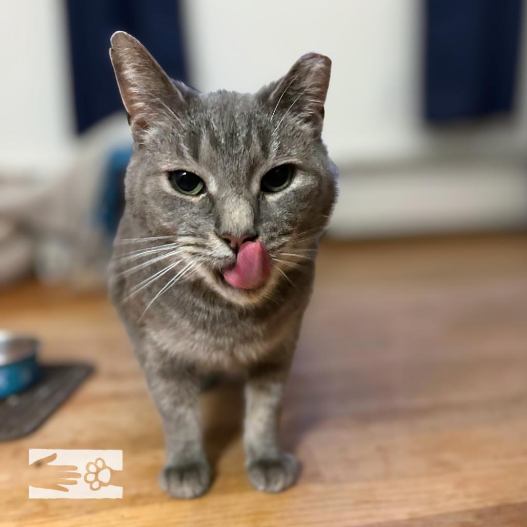 Enlarge Mouse Mouse - Available from Foster, a Adoptable mixed breed in South Burlington, VT image 5/6