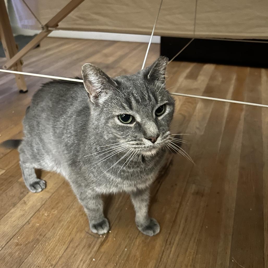 Enlarge Mouse Mouse - Available from Foster, a Adoptable mixed breed in South Burlington, VT image 6/6
