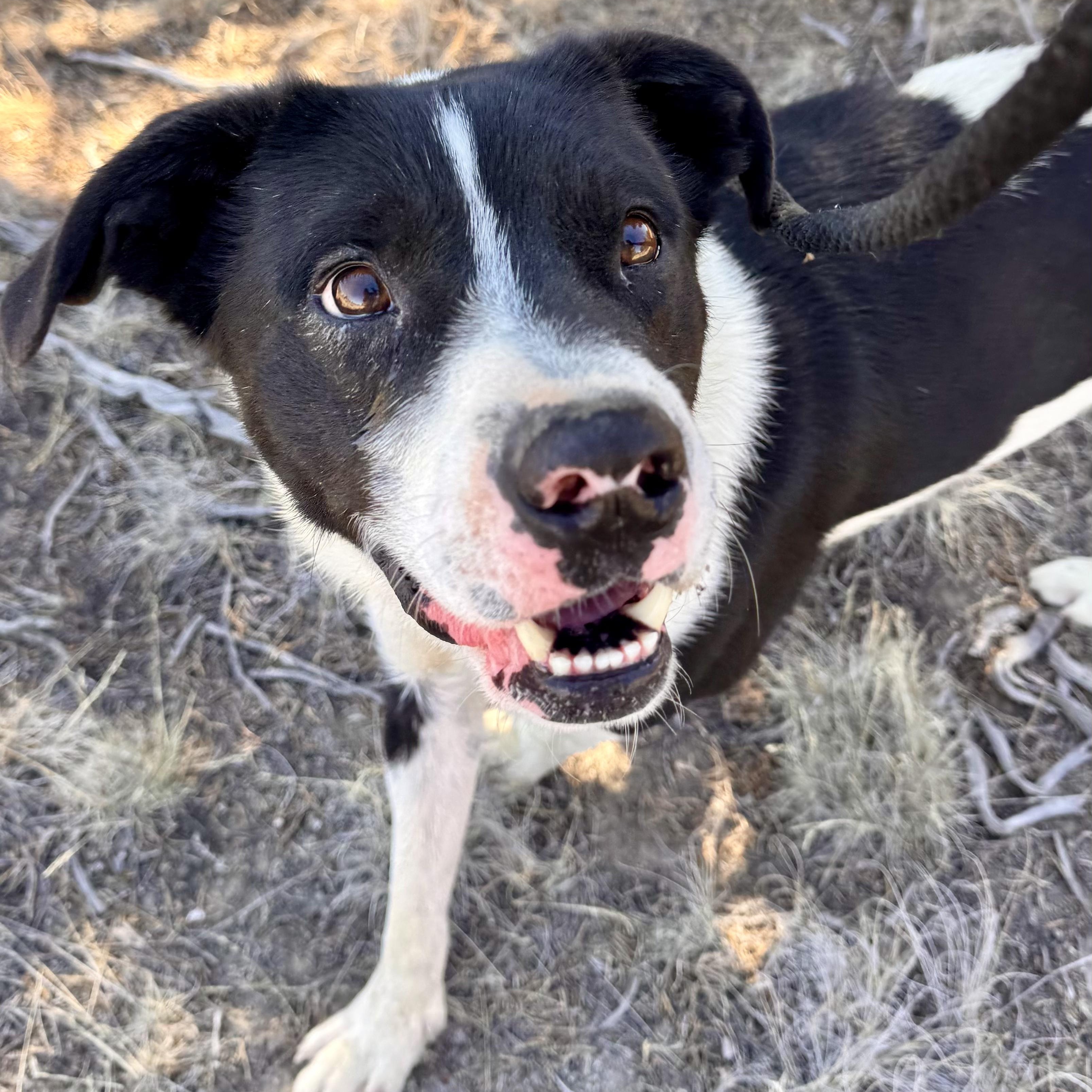 Trey, Adoptable, Adult Male Border Collie.