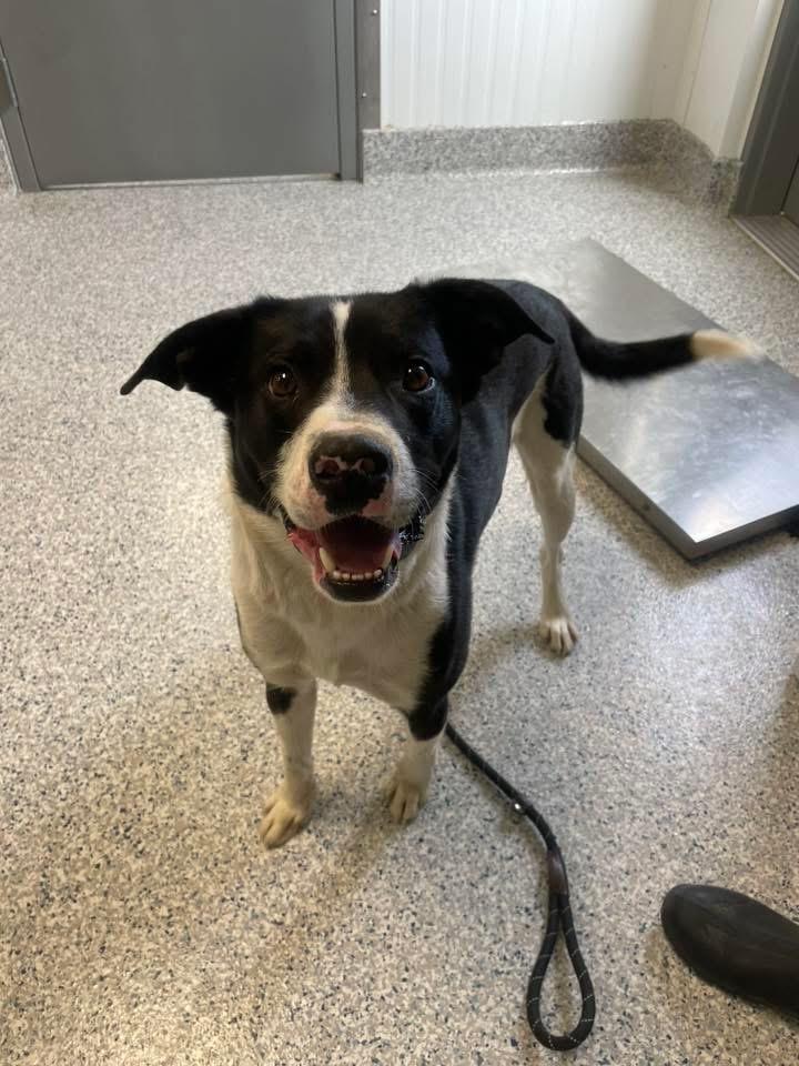 Trey, ADOPTABLE, Adult Male Border Collie.