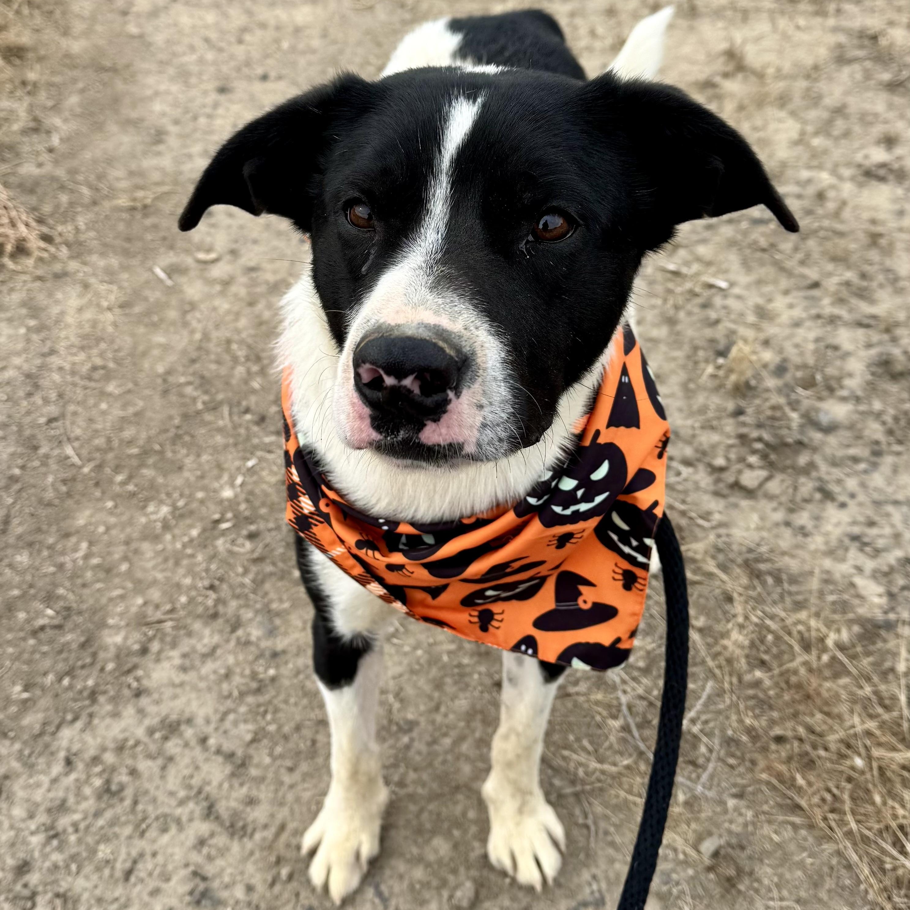 Trey, Adoptable, Adult Male Border Collie.
