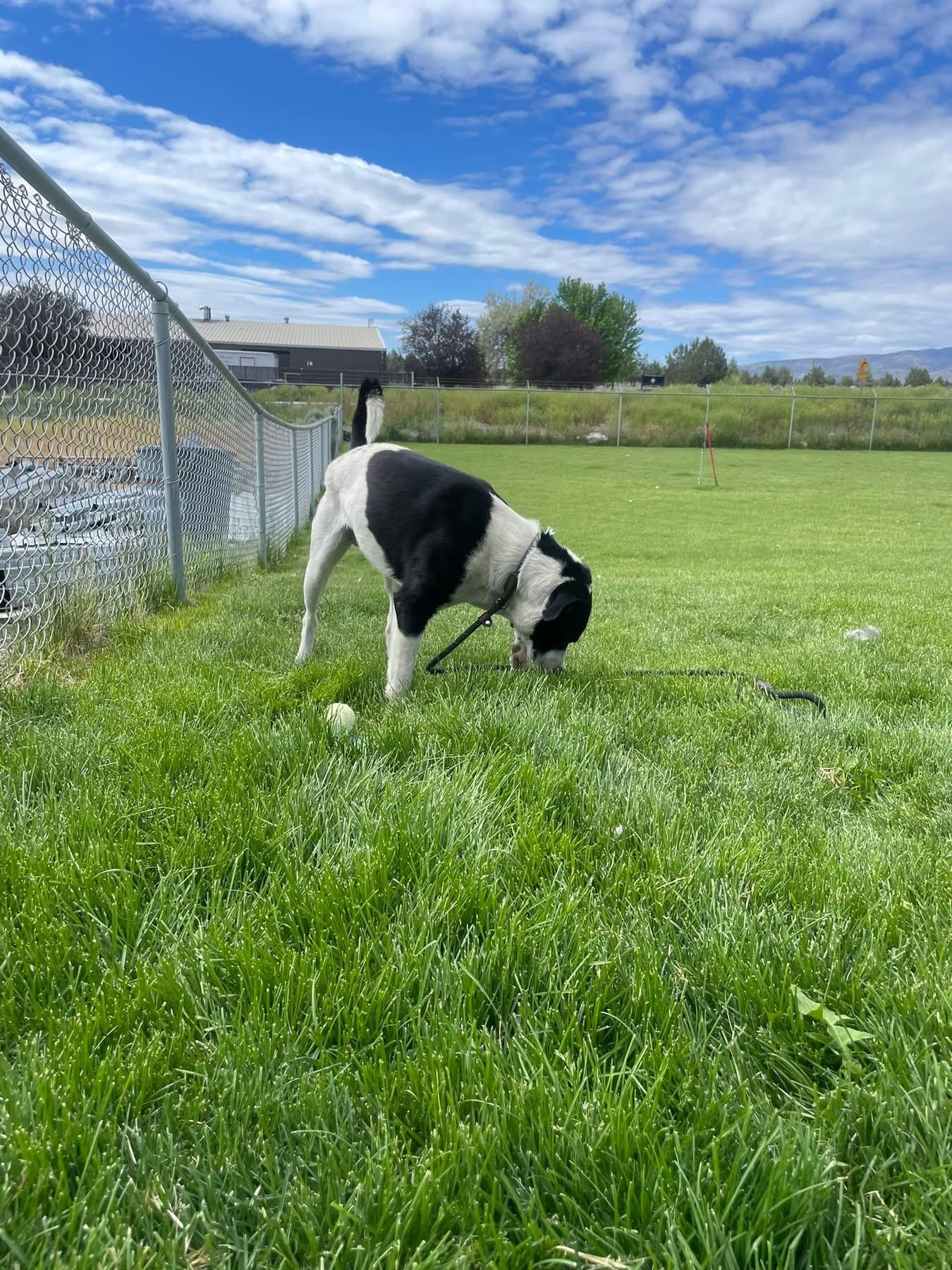 Trey, a ADOPTABLE mixed breed in Prineville, OR image 4/6