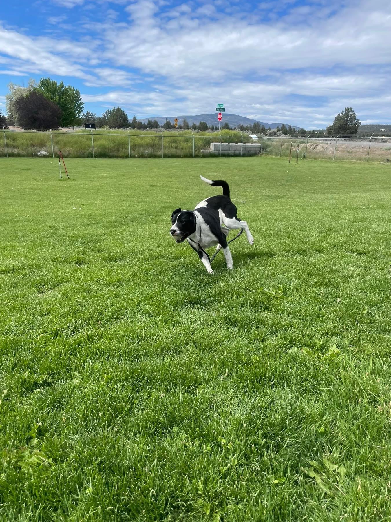 Trey, a ADOPTABLE mixed breed in Prineville, OR image 3/6
