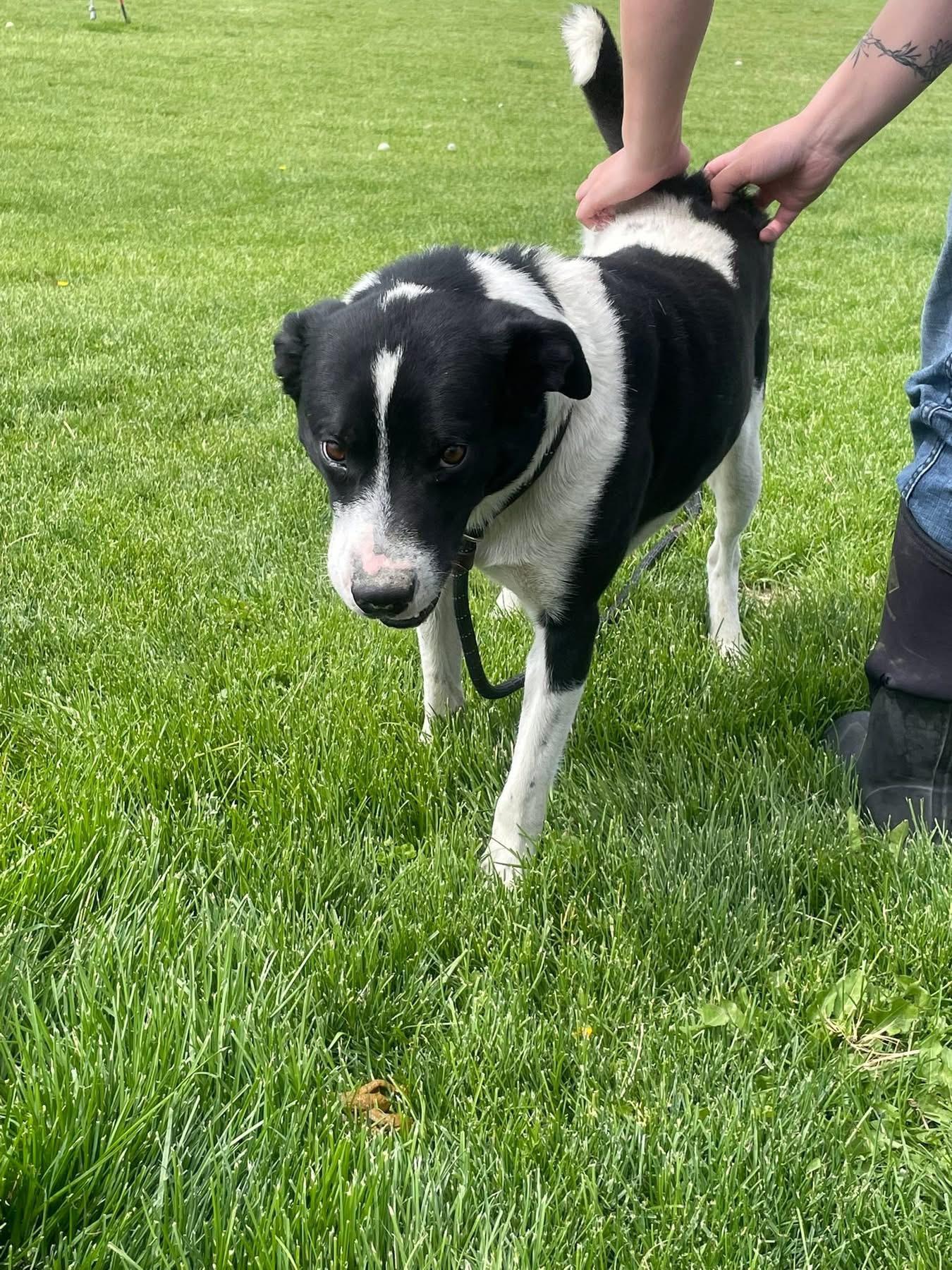 Trey, a ADOPTABLE mixed breed in Prineville, OR image 5/6