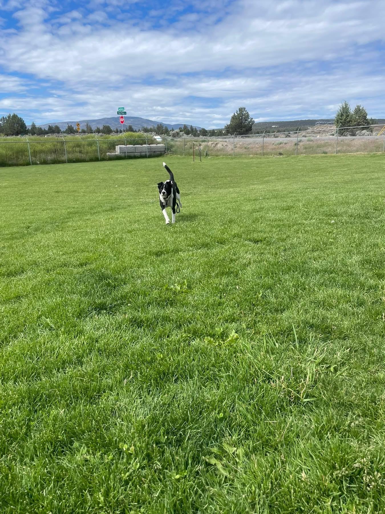 Trey, a ADOPTABLE mixed breed in Prineville, OR image 6/6