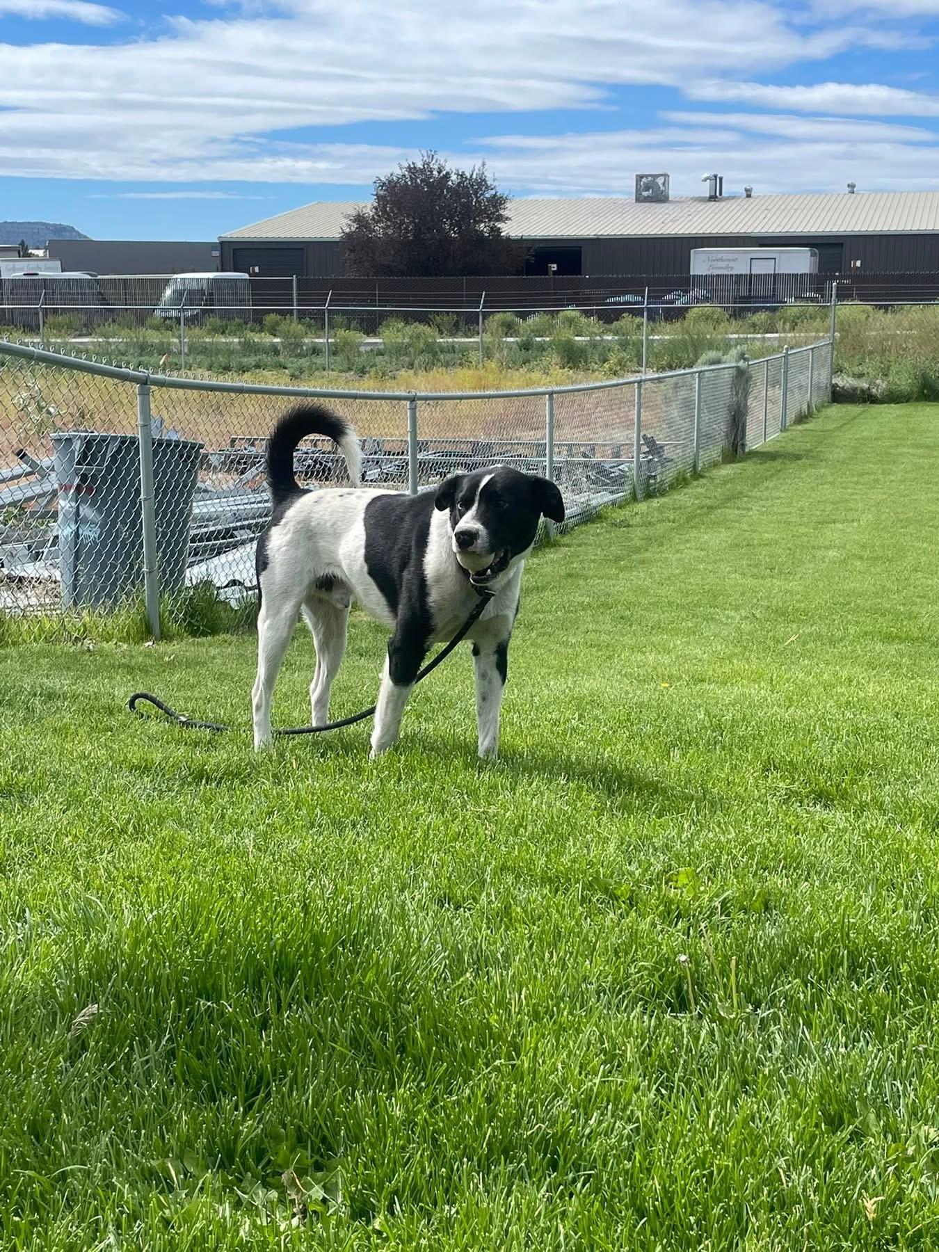 Trey, a ADOPTABLE mixed breed in Prineville, OR image 2/6