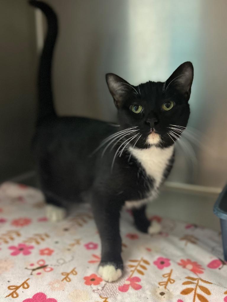 Enlarge Snapcat, a ADOPTABLE Domestic Short Hair in Columbus, NE image 1/1