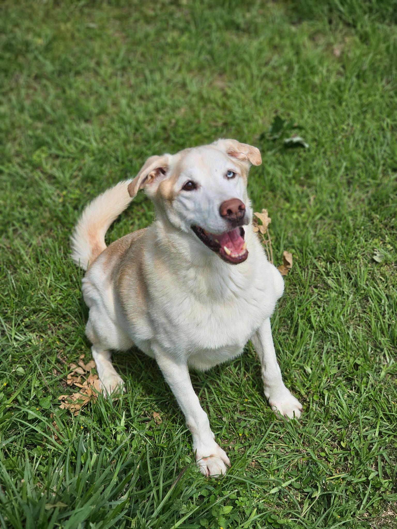 Enlarge THEODORE, a Adoptable mixed breed in Pleasant Valley, MO image 1/6