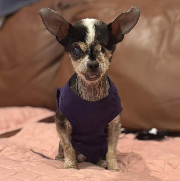 Cornelius, Adoptable, Senior Male Chihuahua.