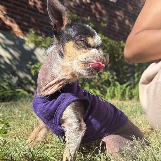 Cornelius, a Adoptable Chihuahua in Rockville, MD image 6/6