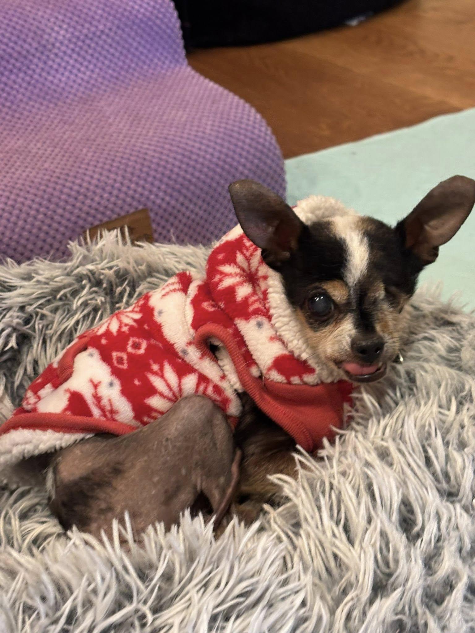 Cornelius, a Adoptable Chihuahua in Rockville, MD image 5/6