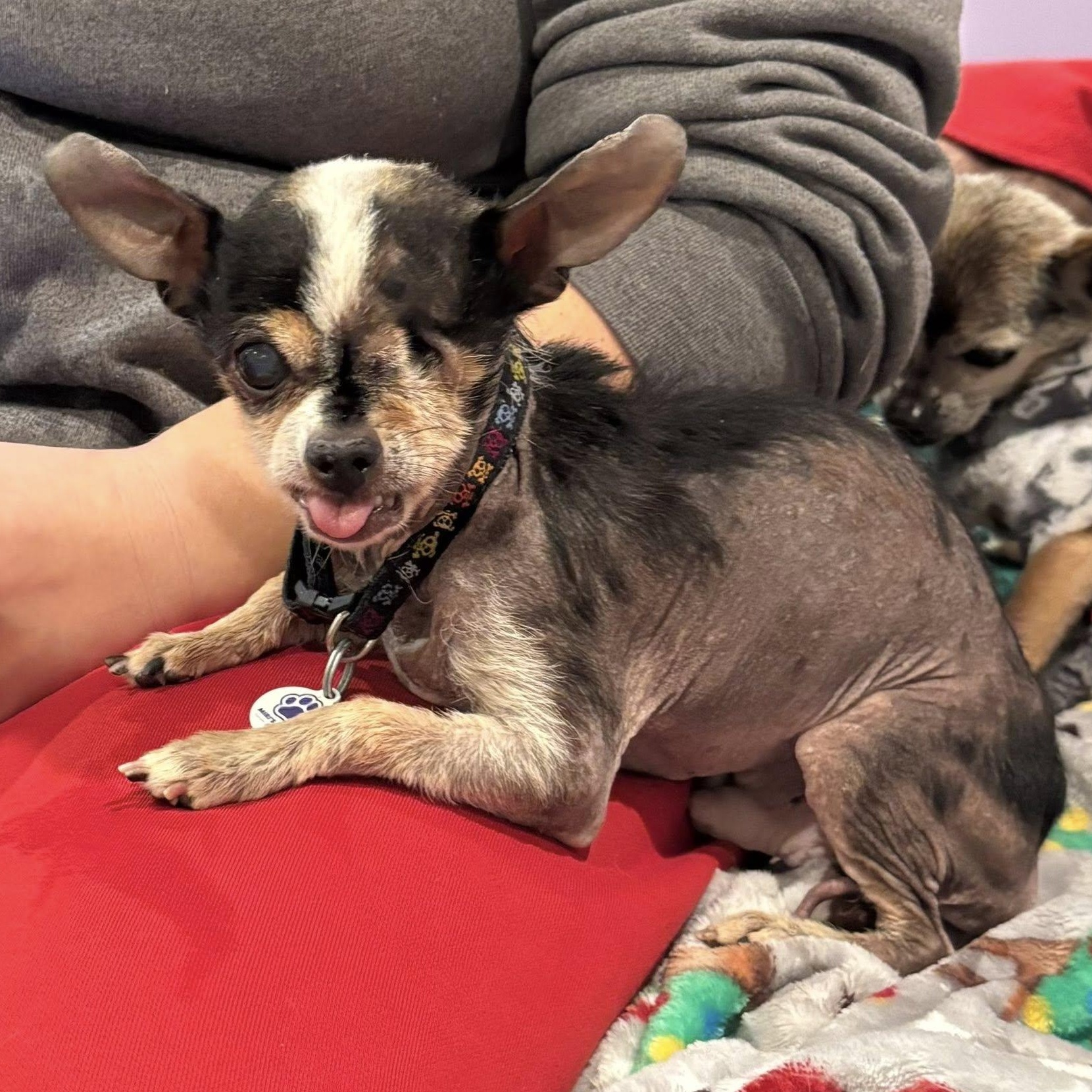 Enlarge Cornelius, a Adoptable Chihuahua in Rockville, MD image 3/6