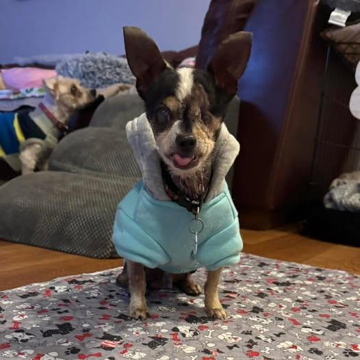 Cornelius, a Adoptable Chihuahua in Rockville, MD image 1/6