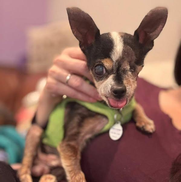 Cornelius, Adoptable, Senior Male Chihuahua.