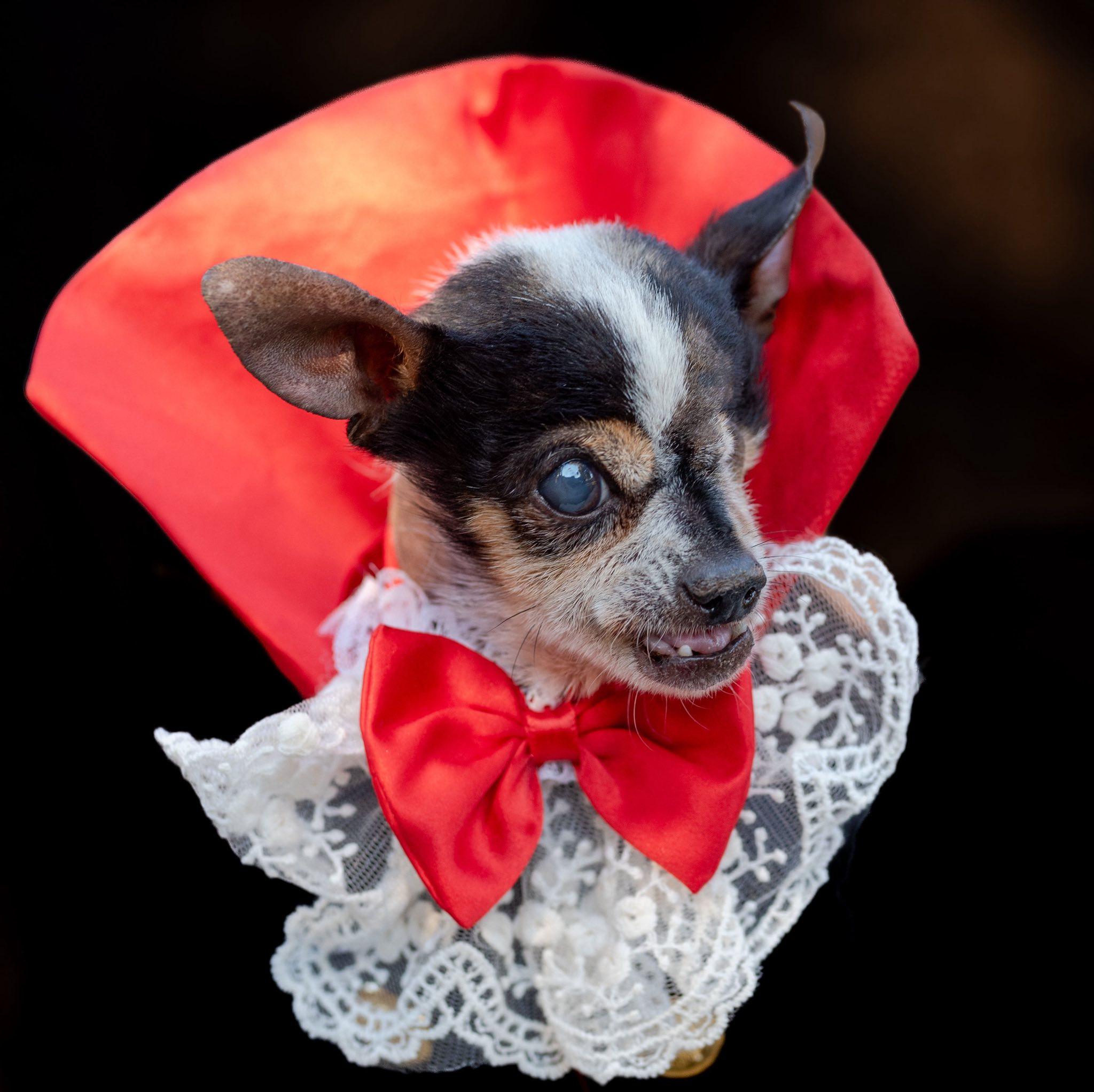 Cornelius, a Adoptable Chihuahua in Rockville, MD image 4/6