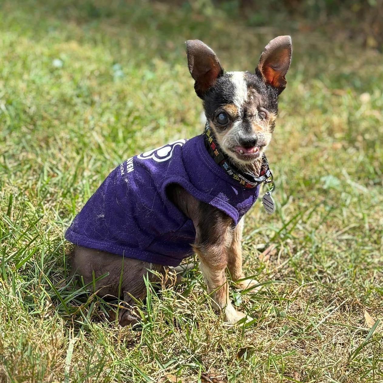 Cornelius, a Adoptable Chihuahua in Rockville, MD image 3/6