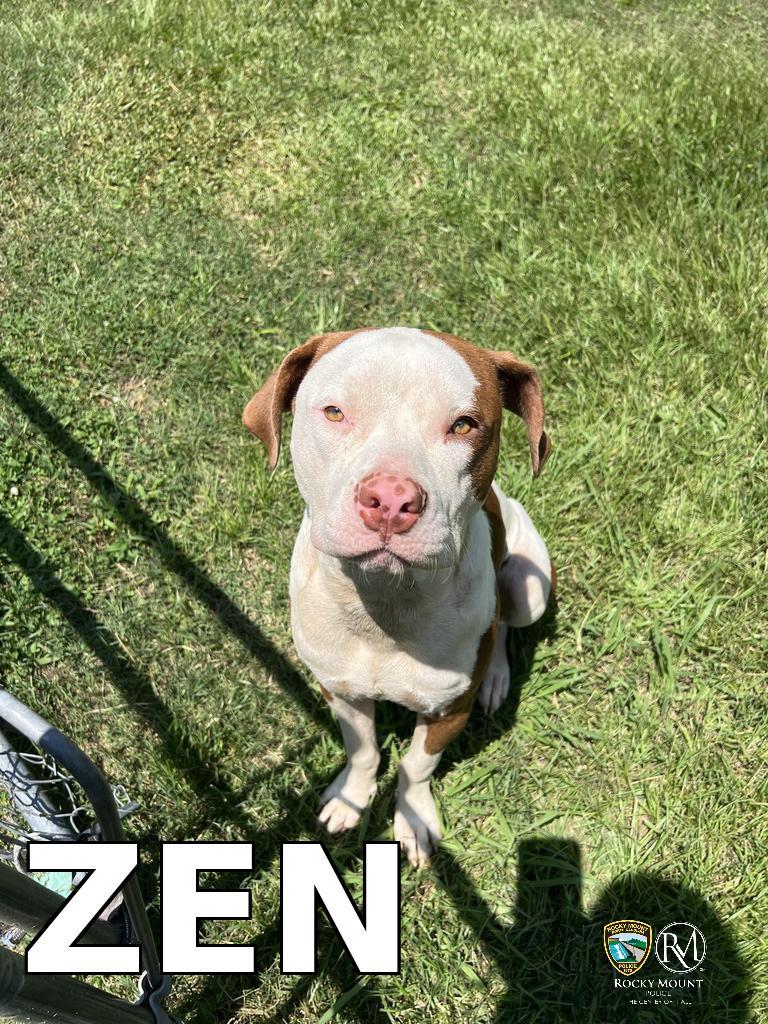 ZEN, Adoptable, Adult Male Pit Bull Terrier.
