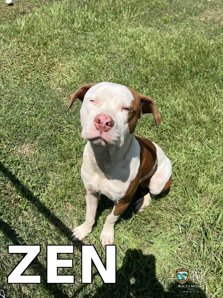ZEN, a Adoptable Pit Bull Terrier in Rocky Mount, NC image 2/3