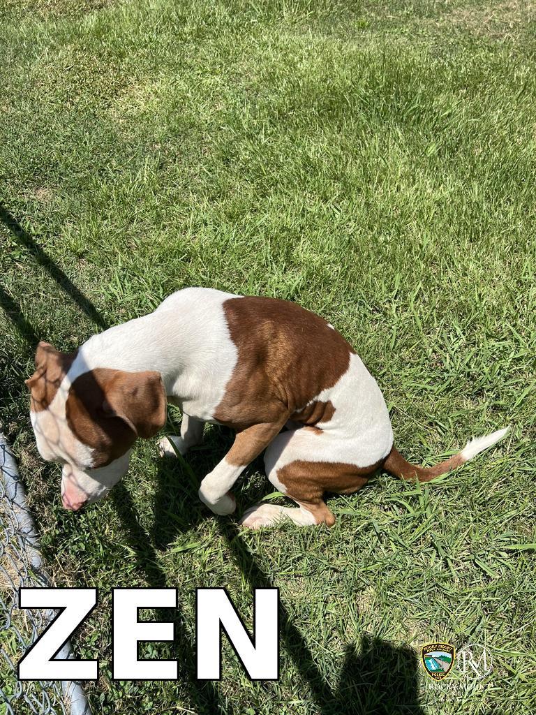 ZEN, a Adoptable Pit Bull Terrier in Rocky Mount, NC image 3/3